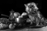 Nature morte avec le chien - Dominique Bossu